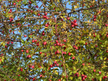 Rose hips