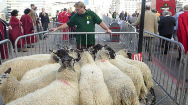 London Bridge sheep drive