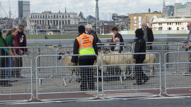 London Bridge sheep drive