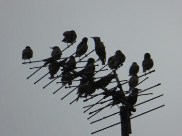 Starlings