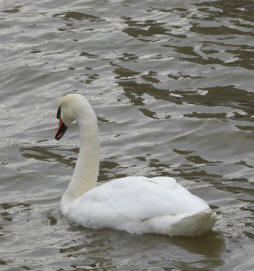 Swan