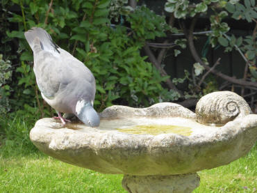 Wood pigeon drinking