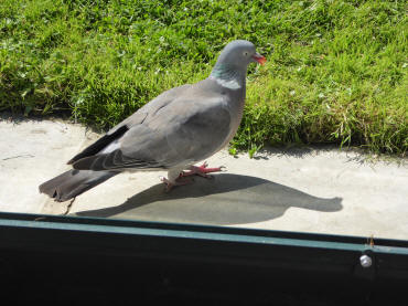 Wood pigeon