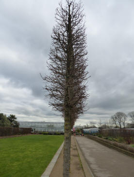 Flat trained trees side view