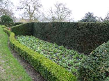 Hedged enclosure with wallflowers