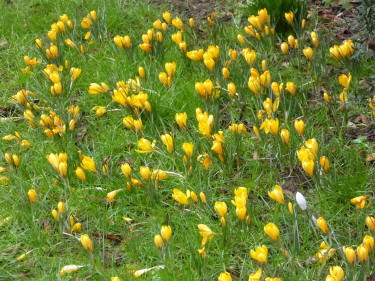 Yellow crocus