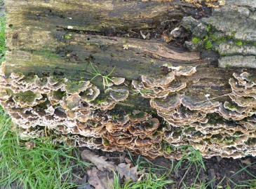 Bracket fungus