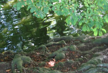 Mote Park tree roots or maybe dinosaurs