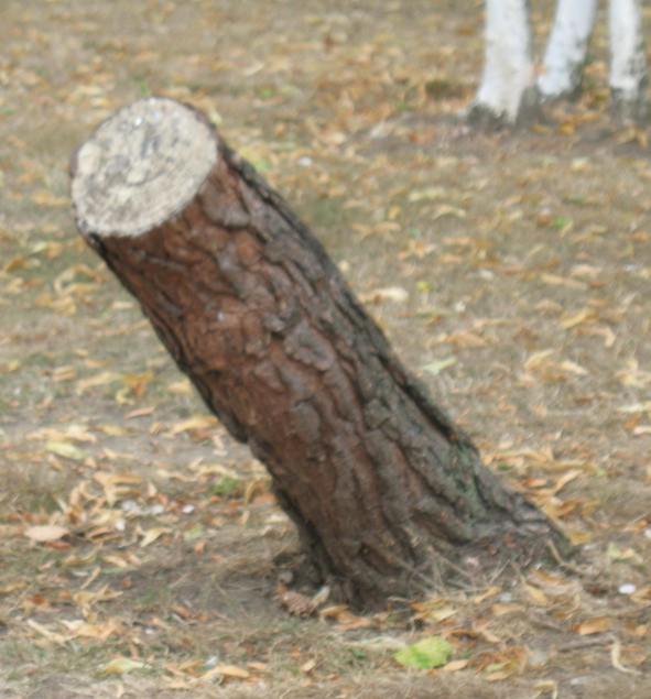 Tree stump