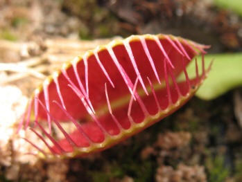 Venus fly trap plant