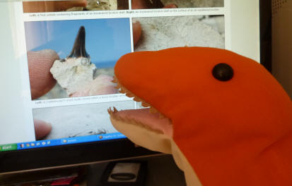 Dino on the fossil website admiring a shark's tooth