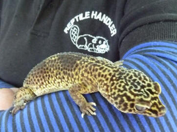 Petts Wood May Fayre - Reptile Events - Jane with Nutty the Leopard Gecko