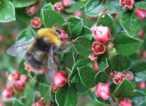 Bee on cotoneaster bush