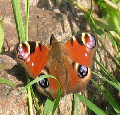 Peacock Butterfly