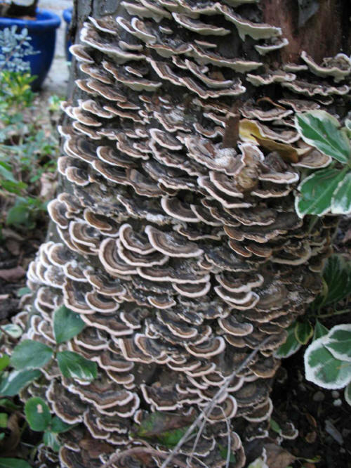 Apple tree stump fungus